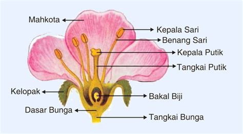 Detail Gambar Bunga Majemuk Dan Bagian Bagiannya Koleksi Nomer 26
