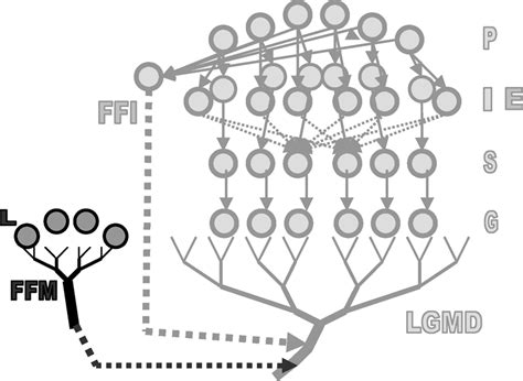 Feed Forward Mediation FFM Cell Is Introduced To Mediate LGMD Cell S