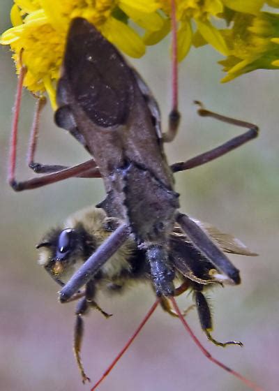 Wheel Bug Eating Bee Arilus Cristatus Bugguidenet