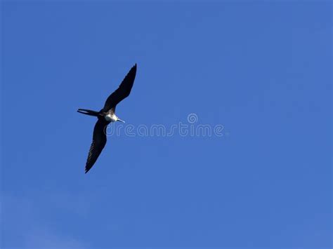 Flying Female Magnificent Frigatebird Fregata Magnificens Santa Cruz