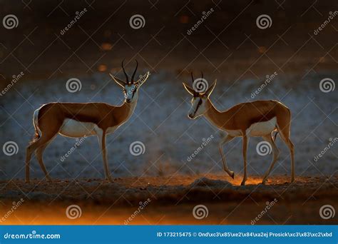 Springbok Antelope, Antidorcas Marsupialis, in the African Dry Habitat ...