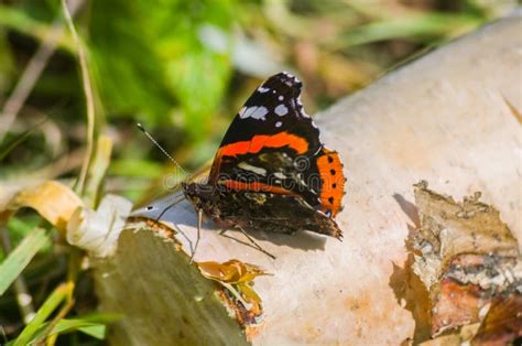 Atalanta Diario De Vanesa De La Mariposa Del Almirante Imagen De