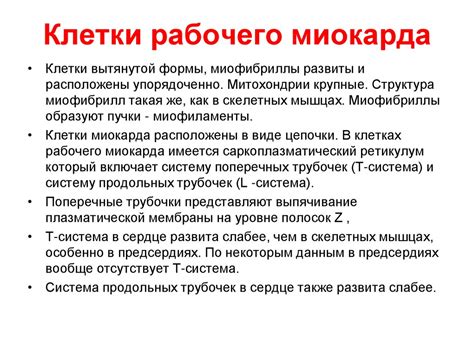 Миокард: строение и функции мышечной ткани сердца