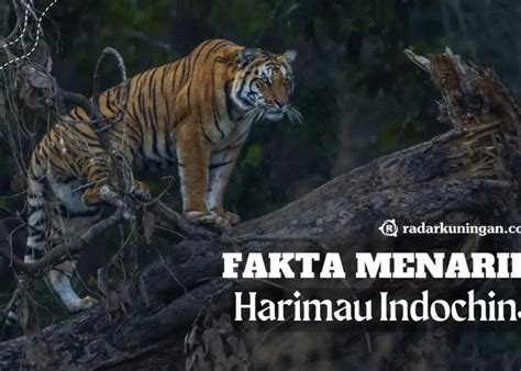 Harimau Sunda Dulu Raja Hutan Gunung Ciremai Kini Tinggal Jenis