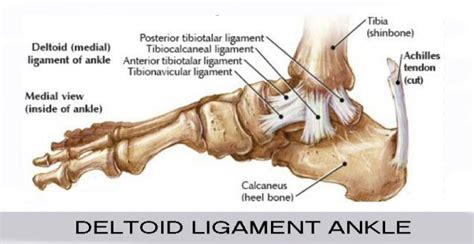 Deltoid Ligament Ankle Deltoids Ankle Musculoskeletal System