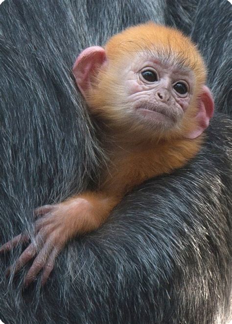 Серебристый лангур из Калифорнии – ZooPicture.ru