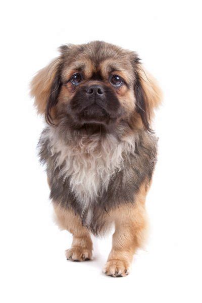 Tibetan terrier Stock Photos, Royalty Free Tibetan terrier Images ...
