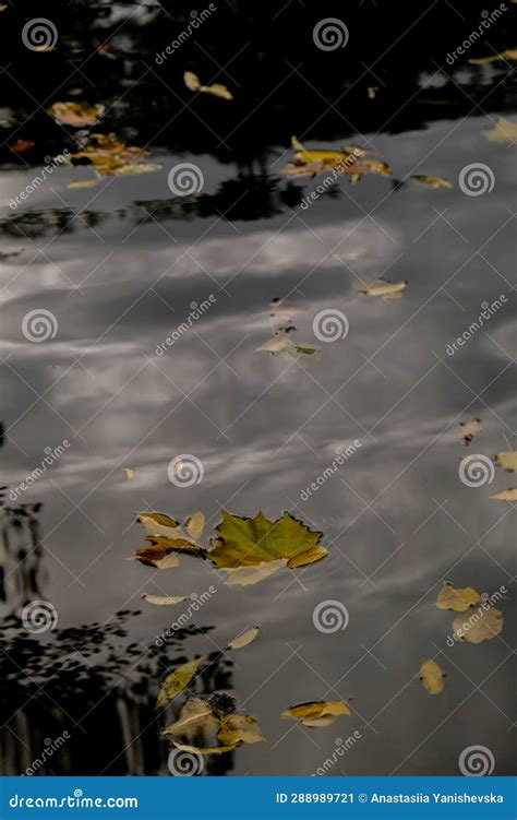 Autumn Leaves Float On The Surface Of The Water Fallen Autumnal Leaves