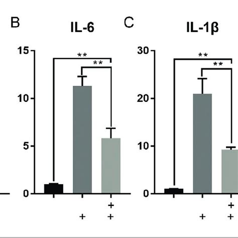 Gene Expressions Of Sirt1 Il 6 Il 1β And Tnf α Detected Using