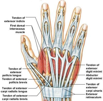 Extensor Tendon Injuries