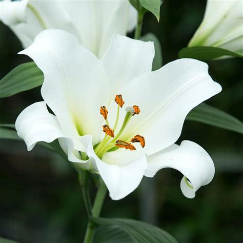 Siberia Oriental Lilies | Buy Oriental Lily Bulbs online | Bulbs Direct