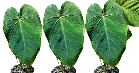 Anthurium Waterburyanum A Guide To Care And Hybrids