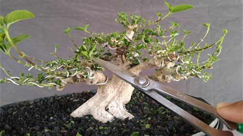 Pruning Daun Bonsai Sancang Agar Serempak Ukuran Tumbuhnya YouTube