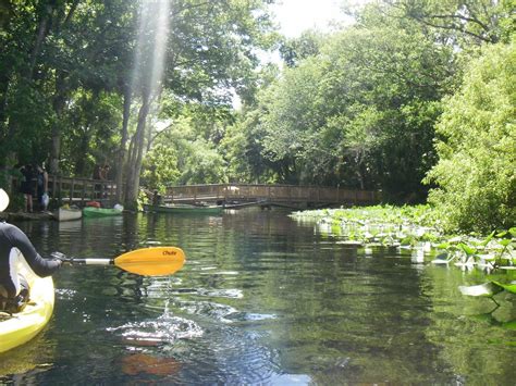 Kayaking Wekiva River & Rock Springs Run with Gators! ~ When 140 Characters Just Doesn't Cut It...