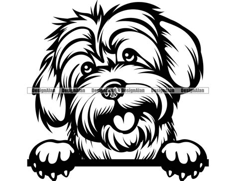 Lowchen Peeking Dog Smiling Puppy Face Pet Breed Pedigree Pup Havanese