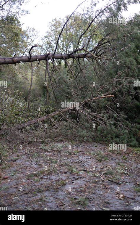 Erdeven France 02nd Nov 2023 Fallen Tree Blocking The Road In Erdeven Western France On