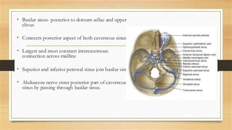 Anatomy Of Sellar Suprasellar Region