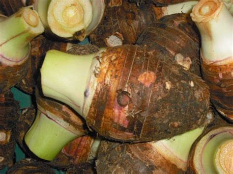 ketahui khasiat makanan  khasiat ubi keladi