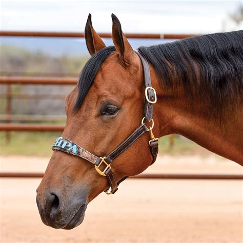 Billy Royal® Custom 2 Bronc Nose Leather Halter Schneiders Saddlery