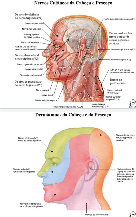 Anatomia Do Nervo Facial Braincp