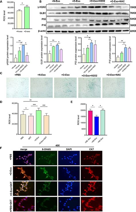 Adipocyte Derived Exosomal Nox Mediated Oxidative Damage Ijn