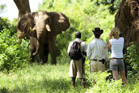 South Luangwa Park Safari | Cost & Prices | Holidays Vacation Packages