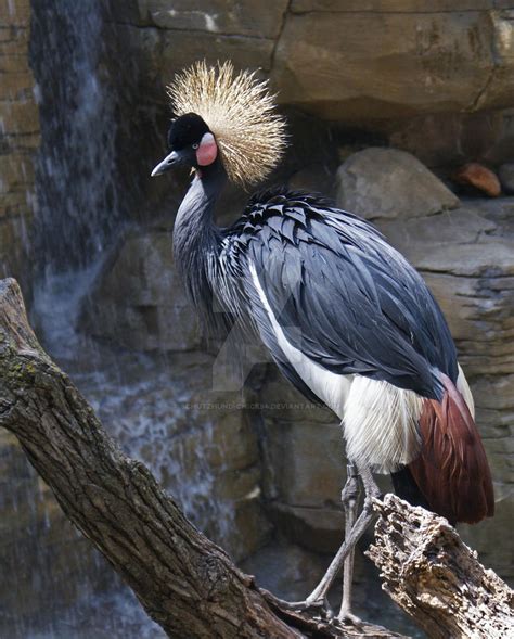 African Crested Crane by Schutzhund-Chick94 on DeviantArt