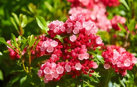 Kalmia Flower Meaning And Symbolism Allwaysflower