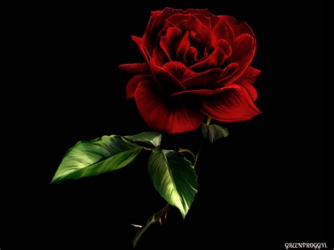 Dark Red Roses Wallpaper Wallpapersafari