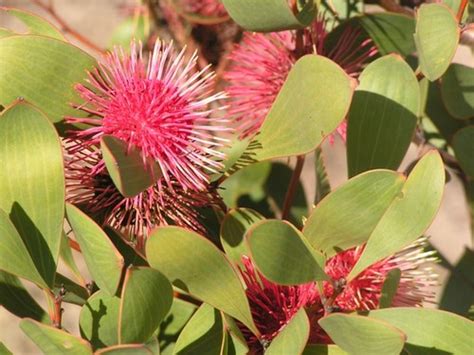 Hakea Laurina — Lullfitz Nursery