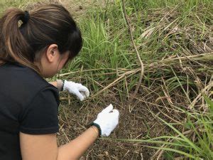 Masungi Georeserve Tree Planting Nurturing Reforestation Nolisoli