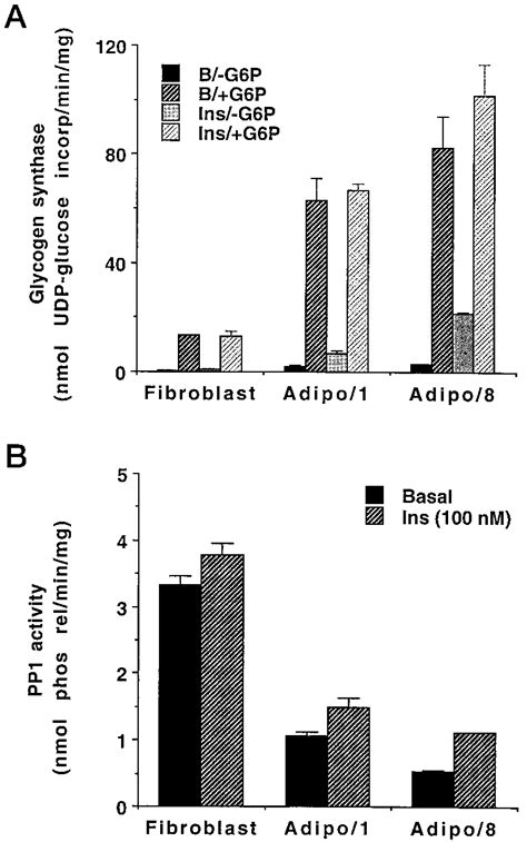 Glycogen Synthase And Pp1 Activities During 3t3 L1 Adipocyte