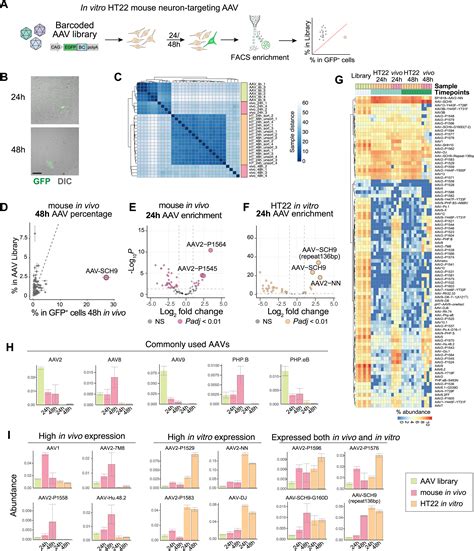 Massively Parallel In Vivo Perturb Seq Reveals Cell Type Specific