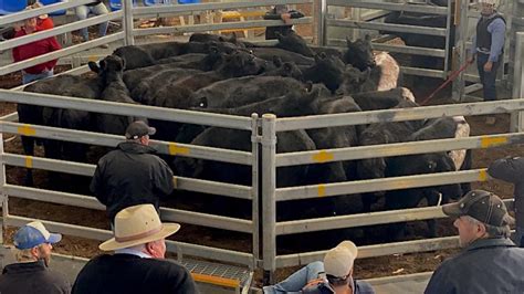 Mortlake Store Cattle Sale New England Buyers Active The Weekly Times