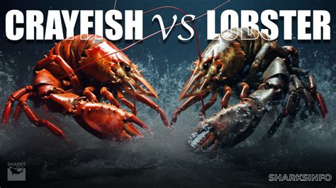 Crayfish Vs Lobster A Detailed Comparison Sharksinfo