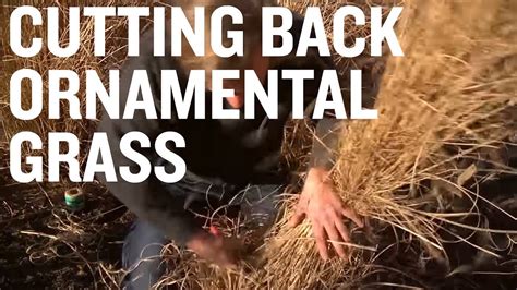 Useful Tips For Cutting Ornamental Grass Youtube