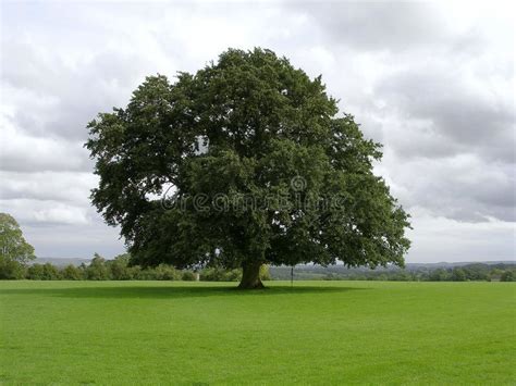 Old Oak Tree Stock Image Image Of Ancient Beautiful 12279577