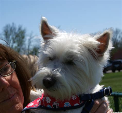 Westie Rescue Tennessee Spring Meet and Greet – PrestonSpeaks.com