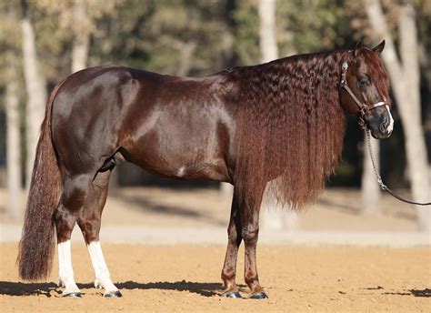 Team Usa Reining Arrives In France For World Equestrian Games Equine