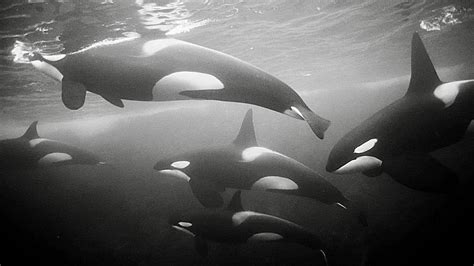 Orcas culture, their personality, behavior and emotional display are ...