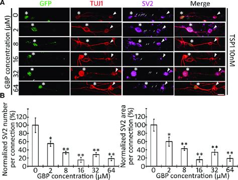 Gabapentin Antagonizes Tsp Induced Synaptogenesis Between Esns And Cn