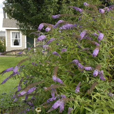 Buddleia Butterfly Heaven Pp19935 Copf Perennial Resource