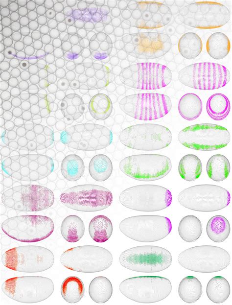 Virtual Embryo IMAGE EurekAlert Science News Releases