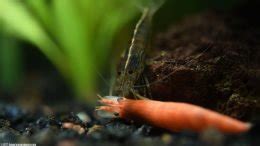 Amano Shrimp Care Feeding Algae Eating Size Lifespan Video