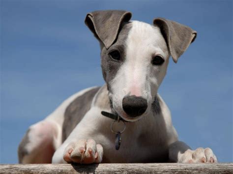 Whippet Alle Infos Und Tipps Zur Rasse