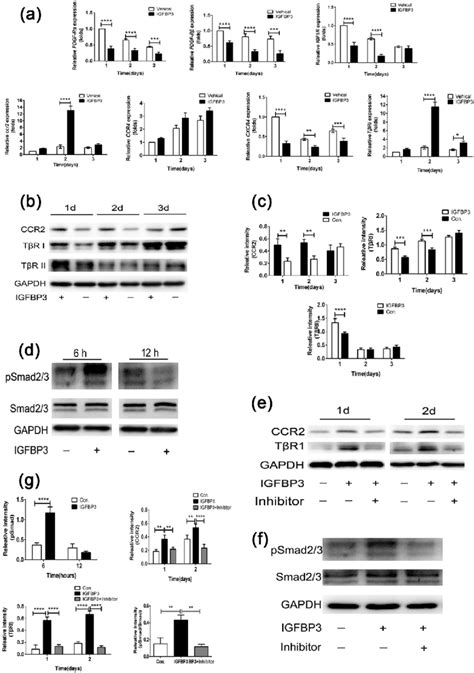 The Expressions Of Gene And Protein Of Hbmsc Treated With Or Without