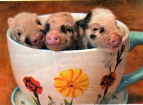 Tea Cup Pigs Teacup Pigs Cute Pigs Mini Pigs