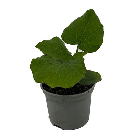 Bio Zucchini Cucurbita Pep Topf Ca Cm Kaufen Bei Obi