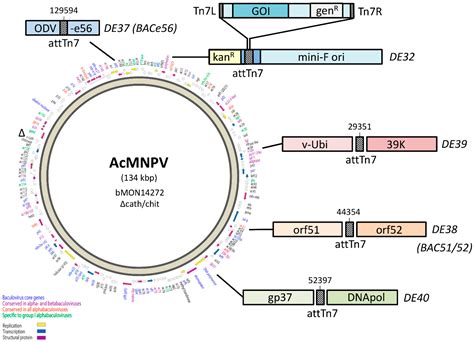 An Improved Vector For Baculovirus Mediated Protein 50 Off