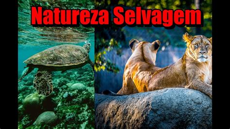 Natureza Selvagem Bem Vindos Ao Nosso Canal Eu Sou Ismael Youtube